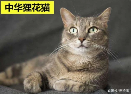 养什么猫咪比较好？布偶、蓝猫、波斯猫、折耳猫你最喜欢哪种